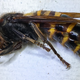 I guess this one would be a murderED hornet, huh? Get it? Because it’s dead.